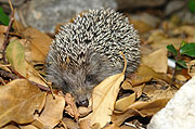 Igel im Herbst (©Foto: iStockphot IrinaShupletsov)